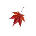 Single red maple leaf isolated