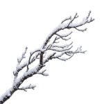 Snow-Covered Bare Tree Branch