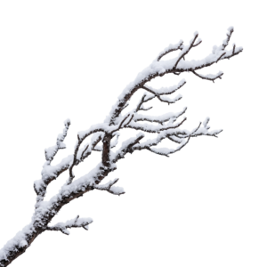 Snow-Covered Bare Tree Branch