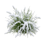 Snow Covered Bush Shrub Isolated