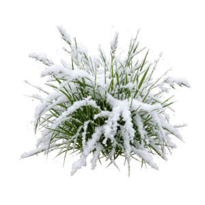 Snow Covered Bush Shrub Isolated