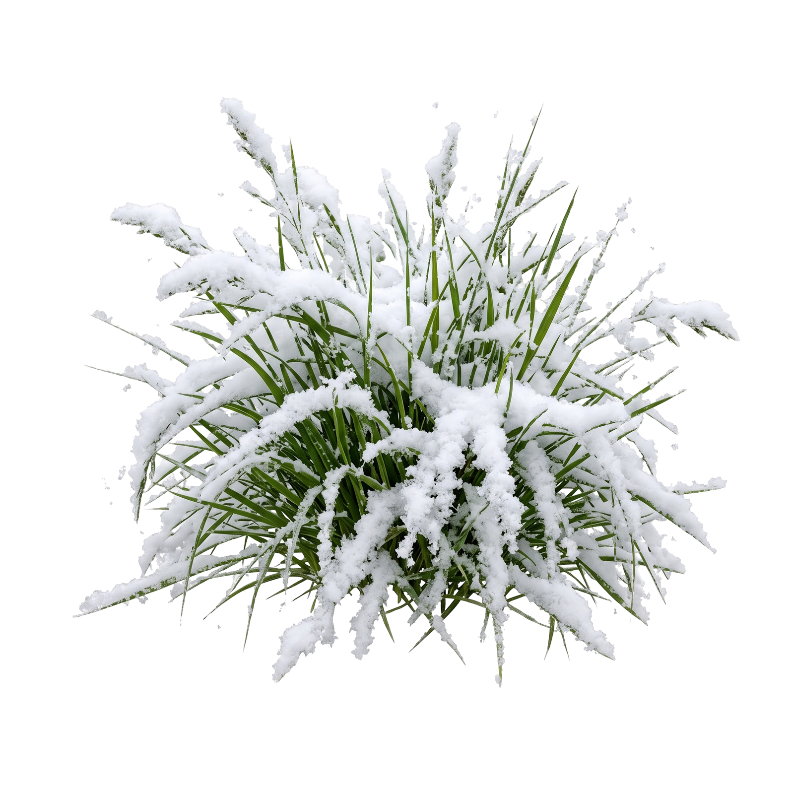 Snow Covered Bush Shrub Isolated