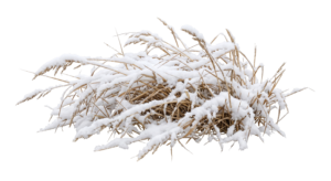 Snow Covered Pine Tree Branch Isolated