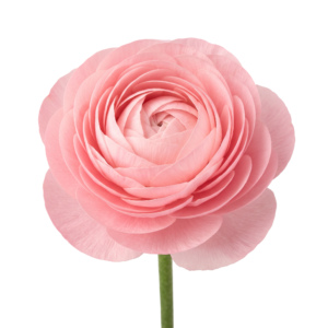 Soft Pink Ranunculus Buttercup Flower Isolated on Transparent Background