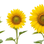 Three sunflowers in growth stages, isolated on transparent for free download
