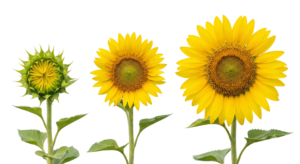 Three sunflowers in growth stages, isolated on transparent for free download