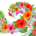 Tropical Hibiscus Flowers Splash Wave Transparent Background
