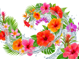 Tropical Hibiscus Flowers Splash Wave Transparent Background