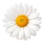 White Chamomile Daisy Flower Blossom Head Top View Transparent Background
