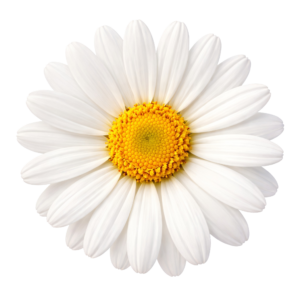 White Chamomile Daisy Flower Blossom Head Top View Transparent Background
