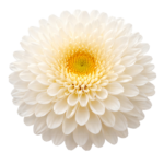 White Chrysanthemum Dahlia Flower Blossom Head Top View Transparent Background