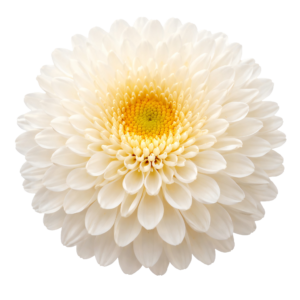 White Chrysanthemum Dahlia Flower Blossom Head Top View Transparent Background