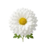 White Daisy Chrysanthemum Flower on transparent background