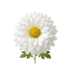 White Daisy Chrysanthemum Flower on transparent background