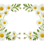 White Daisy Flower Frame Border