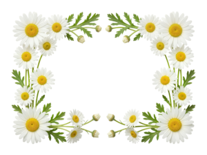White Daisy Flower Frame Border