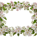 White Flower Frame Border Wreath Transparent Background