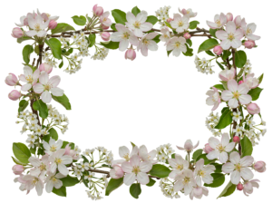 White Flower Frame Border Wreath Transparent Background