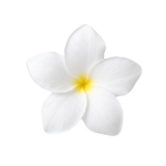 White Frangipani Plumeria Flower Isolated