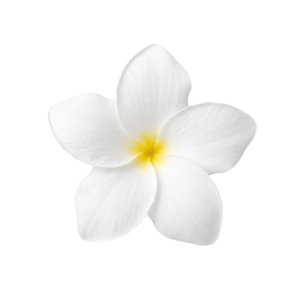 White Frangipani Plumeria Flower Isolated