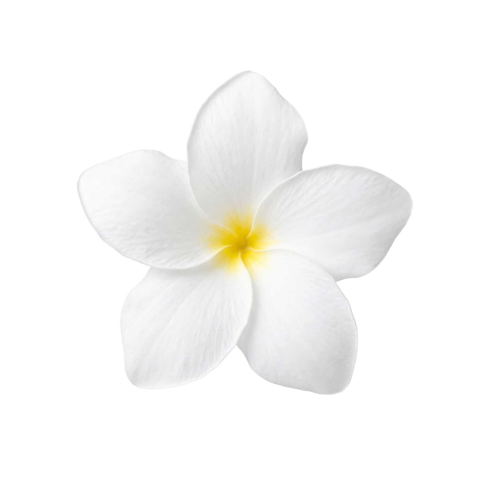 White Frangipani Plumeria Flower Isolated
