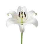 White Lily Flower Bloom Isolated on Transparent Background