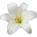 White Lily Flower Blossom Transparent Background