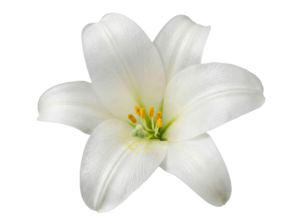 White Lily Flower Blossom Transparent Background