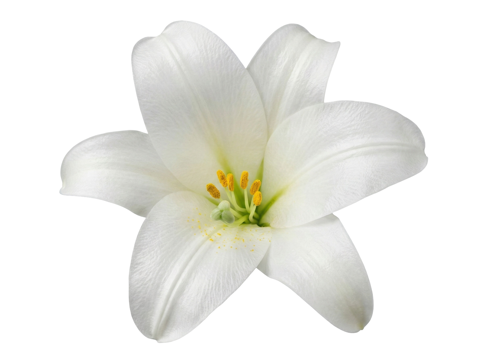 White Lily Flower Blossom Transparent Background