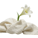 White Lily Flower Resting on Folded Linen Cloth Transparent Background