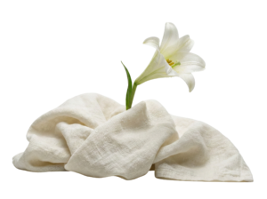 White Lily Flower Resting on Folded Linen Cloth Transparent Background