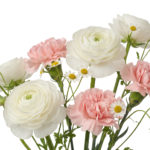 White Ranunculus and Pink Carnations Bouquet Isolated
