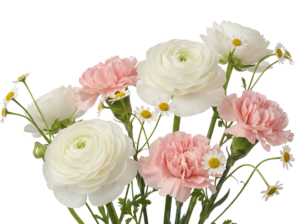 White Ranunculus and Pink Carnations Bouquet Isolated