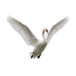 White Swan Flying in Sky Isolated