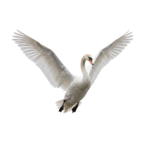 White Swan Flying in Sky Isolated