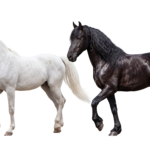 White and Black Horses Standing Side by Side Transparent Background