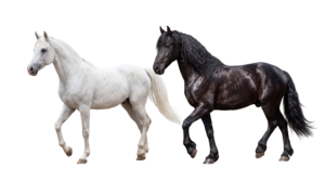 White and Black Horses Standing Side by Side Transparent Background