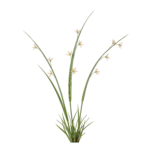 Wild Grass Stems with Small Flower Buds Transparent Background