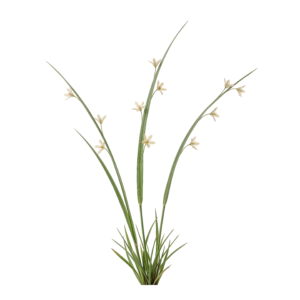Wild Grass Stems with Small Flower Buds Transparent Background