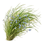 Wildflowers Meadow Grass Bunch Cluster Transparent Background