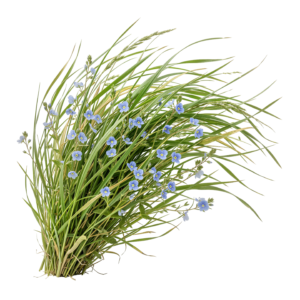 Wildflowers Meadow Grass Bunch Cluster Transparent Background