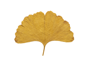 Yellow Ginkgo Biloba Autumn Leaf Isolated