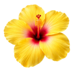 Yellow Hibiscus Flower Blossom Head Transparent Background