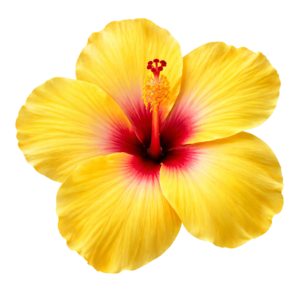 Yellow Hibiscus Flower Blossom Head Transparent Background