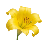 Yellow Lily Flower on transparent background