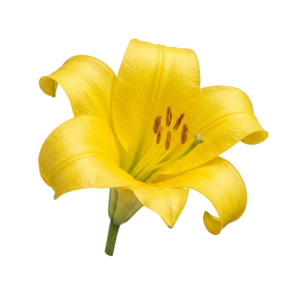Yellow Lily Flower on transparent background