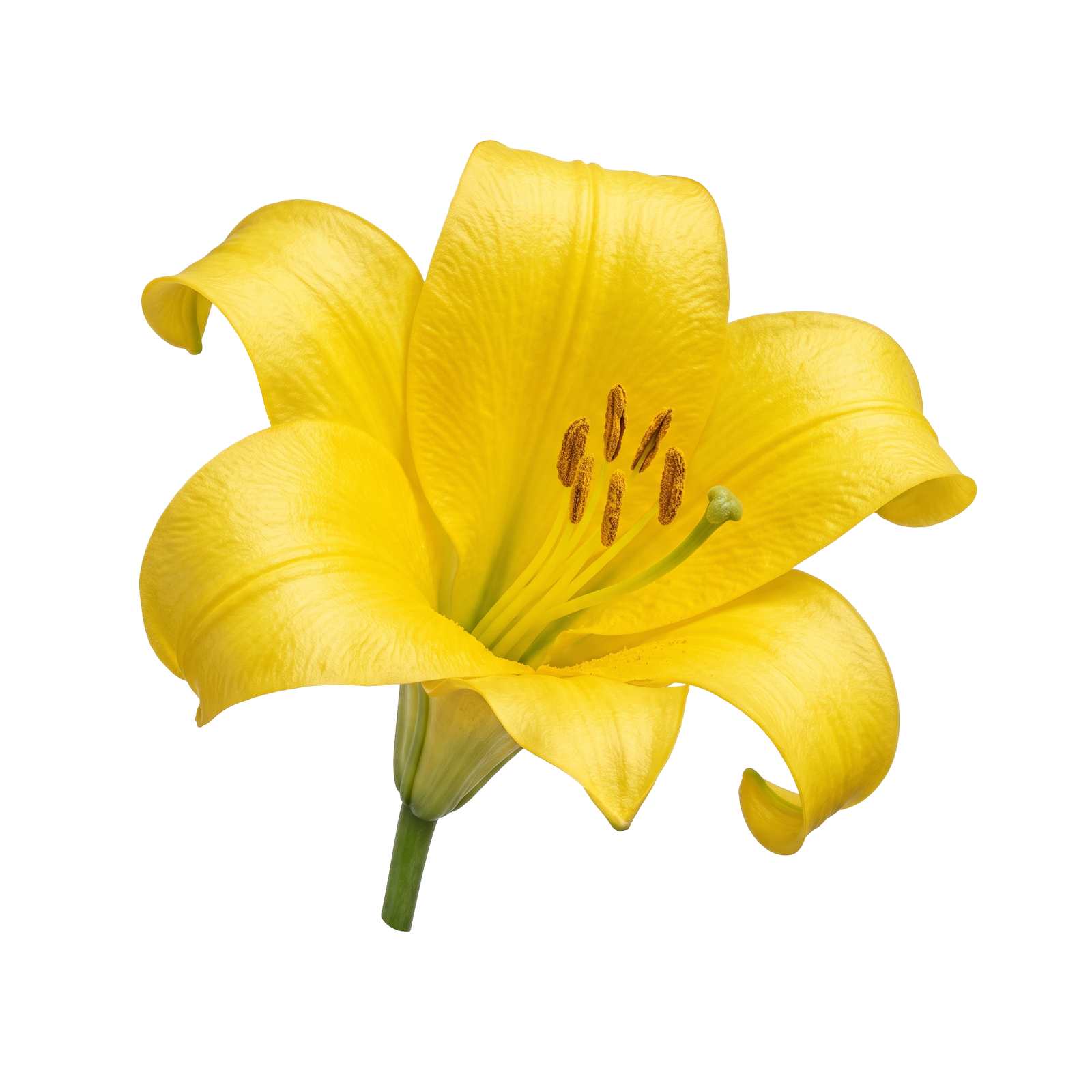Yellow Lily Flower on transparent background