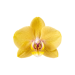 Yellow Orchid Flower Isolated on Transparent Background