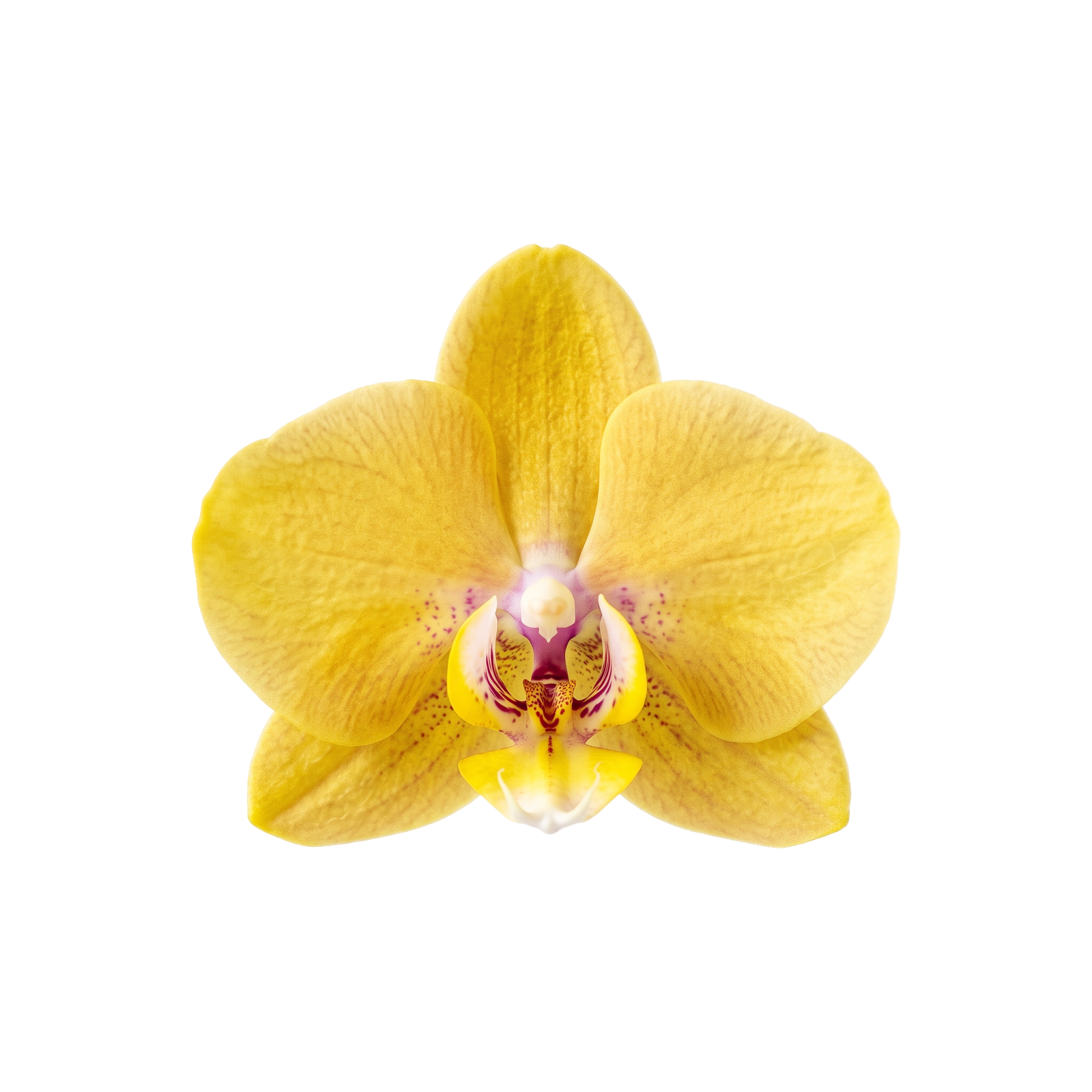 Yellow Orchid Flower Isolated on Transparent Background