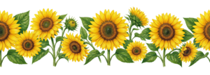 Yellow Sunflower Border Header Banner Transparent Background